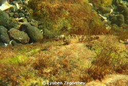 Another cute fish. by Lyuben Zagorchev 
